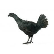 Sliepka Ayam Cemani