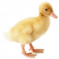 Kačica Pekinská 16 dní