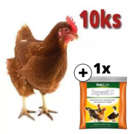 Hnedá mládka Isabrown 10 ks + Supervit D 100g ZADARMO