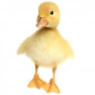 Kačica Pekinská 10 dní