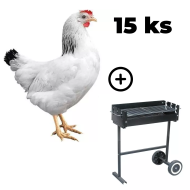 Mládka Sussex 15 ks + záhradný gril TEXAS ZADARMO