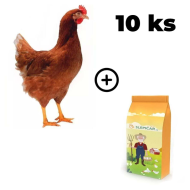 Hnedá mládka Lohman