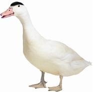 Správajte mularda a doprajte si poriadnu pečienku