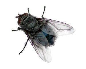 Ako znížiť výskyt lietavého hmyzu okolo kurníka