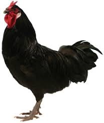 Lafleška: čierna sliepka s čertím hrebeňom