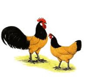 Forverka: vzácna dvojfarebná sliepočka