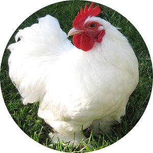 Kočinka: najväčšia a najťažšia sliepka na pokraji vymretia