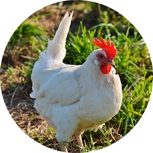 Všetko, čo by ste mali vedieť o znáškovom cykle