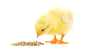 Kŕmenie kurčiat alebo od kuriatka k sliepke