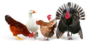 Chov všetky hydiny pohromade? Choďte do toho!