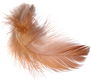 Preperovanie sliepok? Šťastie praje pripraveným