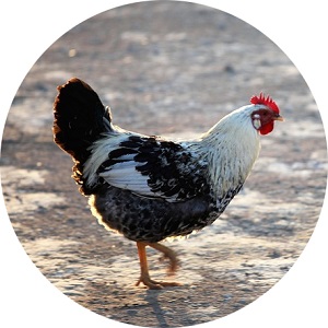 Dolnorýnske sliepky: rýchlo rastúce krásky