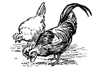 Záhadná tráviaca sústava hydiny