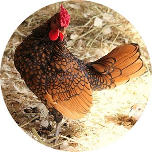 Vyznajte sa vo farbách sliepok raz a navždy