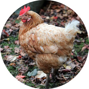 Jeseň vo výbehu prináša málo vajec v kurníku