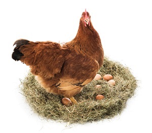 6 krokov, ako pripraviť kurník na zimu