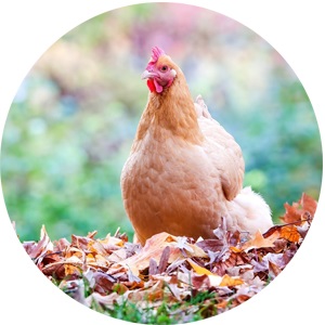 Jesenné preperovanie sliepok: dá sa urýchliť?