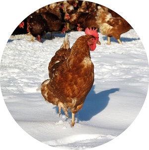 Staňte sa najlepším chovateľom sliepok aj v zime