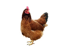 Prečo je voda základom slepačieho bytia?