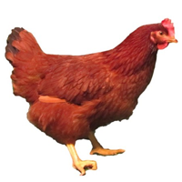 Aby voda v napájačkách nezamrzla