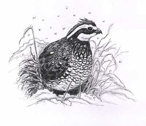 Chov prepelíc v zimnom období