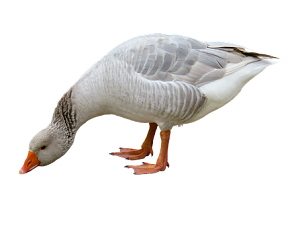 Kŕmenie husí v období jari a leta