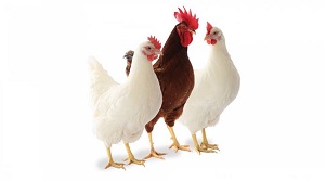 Aj sliepku môže potrápiť hnačka