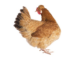 Kloaka a jej úloha v živote sliepky