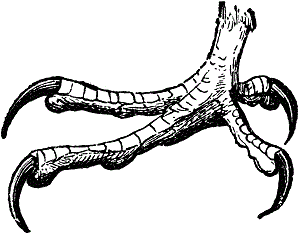 Najčastejšie problémy s nohami u sliepok