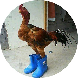 Prší a prší? Ako to nesie vaša hydina?